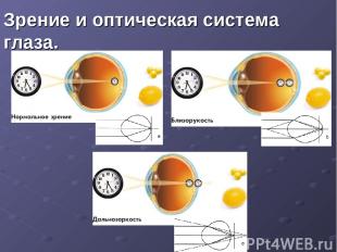 Зрение и оптическая система глаза.