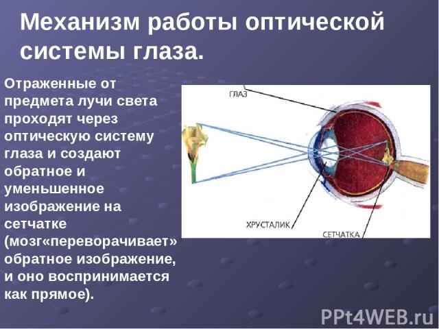 Механизм работы оптической системы глаза. Отраженные от предмета лучи света проходят через оптическую систему глаза и создают обратное и уменьшенное изображение на сетчатке (мозг«переворачивает» обратное изображение, и оно воспринимается как прямое).