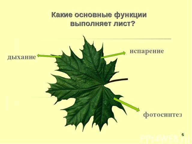 Какие основные функции выполняет лист? испарение фотосинтез дыхание *