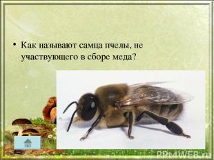 Как называют самца пчелы, не участвующего в сборе меда?