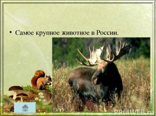 Самое крупное животное в России.