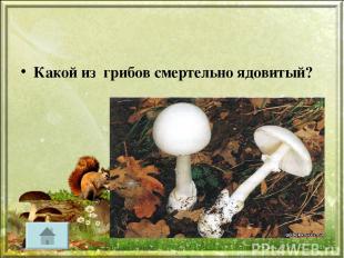 Какой из грибов смертельно ядовитый?