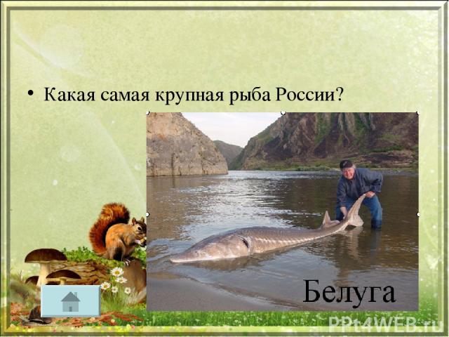 Какая самая крупная рыба России?