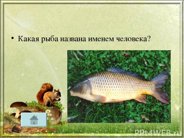 Какая рыба названа именем человека?