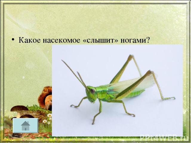 Какое насекомое «слышит» ногами?