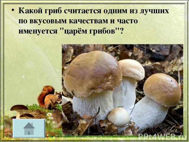 Какой гриб считается одним из лучших по вкусовым качествам и часто именуется 