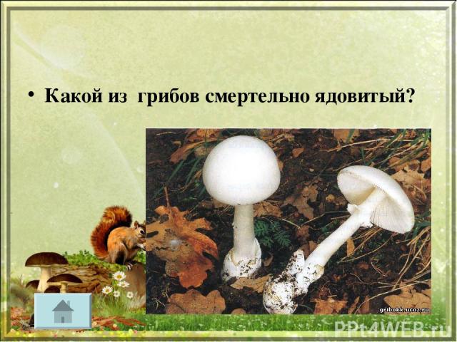 Какой из грибов смертельно ядовитый?