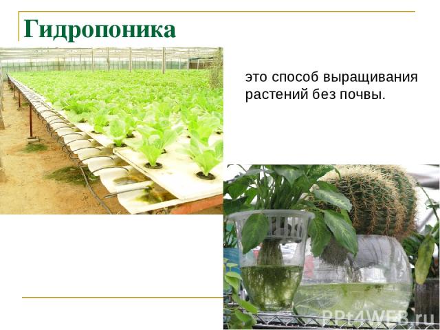 Гидропоника это способ выращивания растений без почвы.