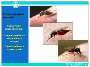 Морфологический критерий Существуют виды-двойники: 9 видов-двойников малярийного