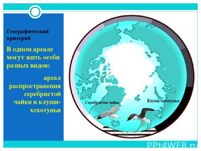 Географический критерий В одном ареале могут жить особи разных видов: ареал распространения серебристой чайки и клуши-хохотуньи