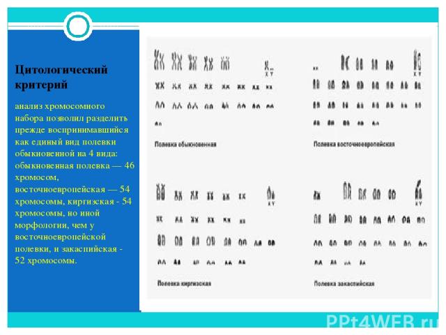 Цитологический критерий анализ хромосомного набора позволил разделить прежде воспринимавшийся как единый вид полевки обыкновенной на 4 вида: обыкновенная полевка — 46 хромосом, восточноевропейская — 54 хромосомы, киргизская - 54 хромосомы, но иной м…