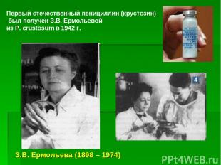 Первый отечественный пенициллин (крустозин) был получен З.В. Ермольевой из P. cr