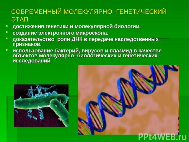 СОВРЕМЕННЫЙ МОЛЕКУЛЯРНО- ГЕНЕТИЧЕСКИЙ ЭТАП достижения генетики и молекулярной биологии, создание электронного микроскопа. доказательство роли ДНК в передаче наследственных признаков. использование бактерий, вирусов и плазмид в качестве объектов моле…