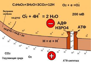 Кислородное расщепление: 2С3Н6О3 + 6О2 + 36АДФ+36Н3РО4 = 6СО2 +6Н2О + 36АТФ+36H2