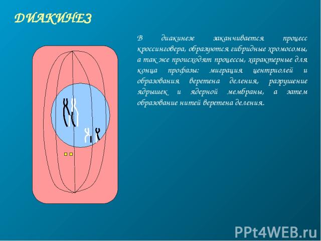 ДИАКИНЕЗ В диакинезе заканчивается процесс кроссинговера, образуются гибридные хромосомы, а так же происходят процессы, характерные для конца профазы: миграция центриолей и образования веретена деления, разрушение ядрышек и ядерной мембраны, а затем…