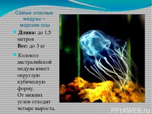 Самые опасные медузы – морские осы Длина: до 1,5 метров Вес: до 3 кг Колокол авс