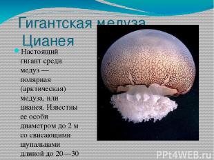 Гигантская медуза Цианея Настоящий гигант среди медуз — полярная (арктическая) м
