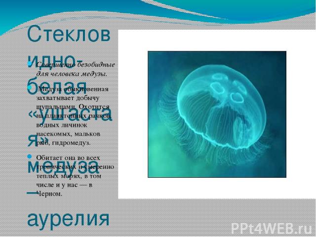 Стекловидно-белая «ушастая» медуза – аурелия Совершенно безобидные для человека медузы. Медуза обыкновенная захватывает добычу щупальцами. Охотится на планктонных рачков, водных личинок насекомых, мальков рыб, гидромедуз. Обитает она во всех тропиче…