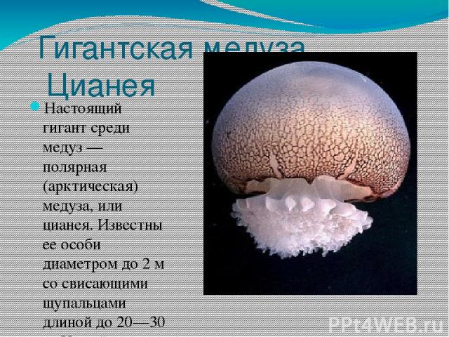 Гигантская медуза Цианея Настоящий гигант среди медуз — полярная (арктическая) медуза, или цианея. Известны ее особи диаметром до 2 м со свисающими щупальцами длиной до 20—30 м. У этой медузы много щупалец со стрекательными клетками, «ожоги» которых…