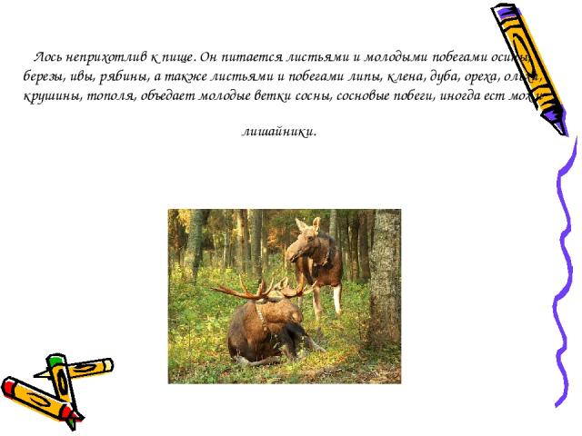 Лось неприхотлив к пище. Он питается листьями и молодыми побегами осины, березы, ивы, рябины, а также листьями и побегами липы, клена, дуба, ореха, ольхи, крушины, тополя, объедает молодые ветки сосны, сосновые побеги, иногда ест мох и лишайники.