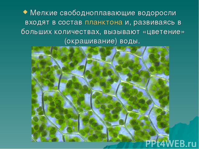   Мелкие свободноплавающие водоросли входят в состав планктона и, развиваясь в больших количествах, вызывают «цветение» (окрашивание) воды.