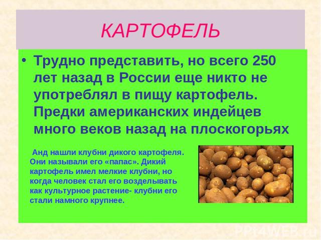 КАРТОФЕЛЬ Трудно представить, но всего 250 лет назад в России еще никто не употреблял в пищу картофель. Предки американских индейцев много веков назад на плоскогорьях Анд нашли клубни дикого картофеля. Они называли его «папас». Дикий картофель имел …
