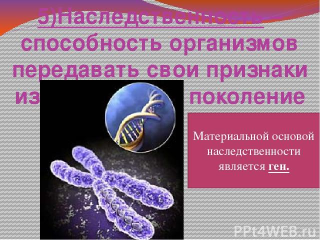 Способность организмов передавать свои признаки поколениям. Материальная основа наследственности бактерий. Хромосомы материальная основа наследственности. Что является материальной основой наследственности. Значение хромосом как материальной основы наследственности.