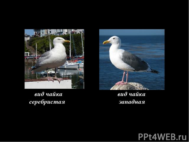Биохимический = специфичность химического состава НО, есть исключения данные виды-двойники отличаются набором белков вид чайка вид чайка серебристая западная