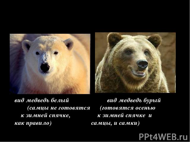 Этологический = специфичность поведения НО, есть исключения вид медведь белый вид медведь бурый (самцы не готовятся (готовятся осенью к зимней спячке, к зимней спячке и как правило) самцы, и самки)