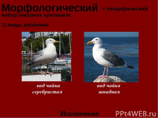 Морфологический = специфический набор внешних признаков Исключения 1) виды двойники вид чайка вид чайка серебристая западная