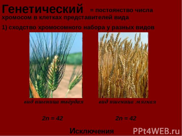 Генетический = постоянство числа хромосом в клетках представителей вида Исключения 1) сходство хромосомного набора у разных видов вид пшеница твёрдая вид пшеница мягкая 2n = 42 2n = 42