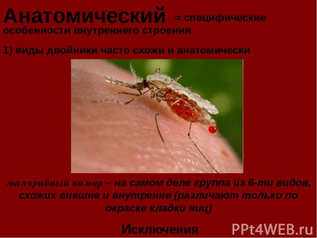 Анатомический = специфические особенности внутреннего строения Исключения 1) виды двойники часто схожи и анатомически малярийный комар – на самом деле группа из 6-ти видов, схожих внешне и внутренне (различают только по окраске кладки яиц)