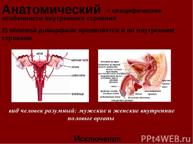Анатомический = специфические особенности внутреннего строения Исключения 2) половой диморфизм проявляется и во внутреннем строении вид человек разумный: мужские и женские внутренние половые органы