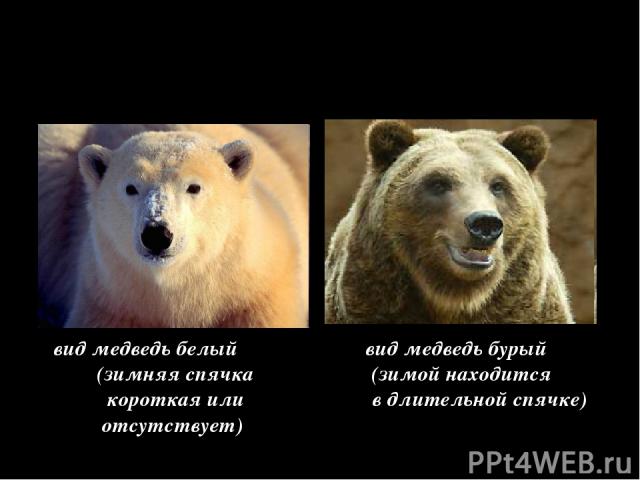 Физиологический = специфические особенности процессов в организме НО, есть исключения вид медведь белый вид медведь бурый (зимняя спячка (зимой находится короткая или в длительной спячке) отсутствует)