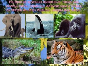 На многих крупных животных, таких, как слоны, киты, гориллы, аллигаторы и тигры,