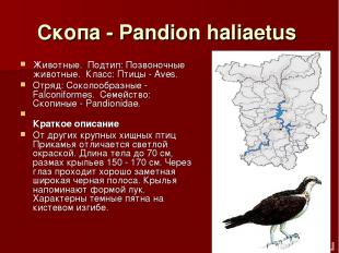 Скопа - Pandion haliaetus Животные.  Подтип: Позвоночные животные.  Класс: Птицы
