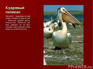 Кудрявый пеликан Населяет труднодоступные озера, низовья и дельты рек с обильной