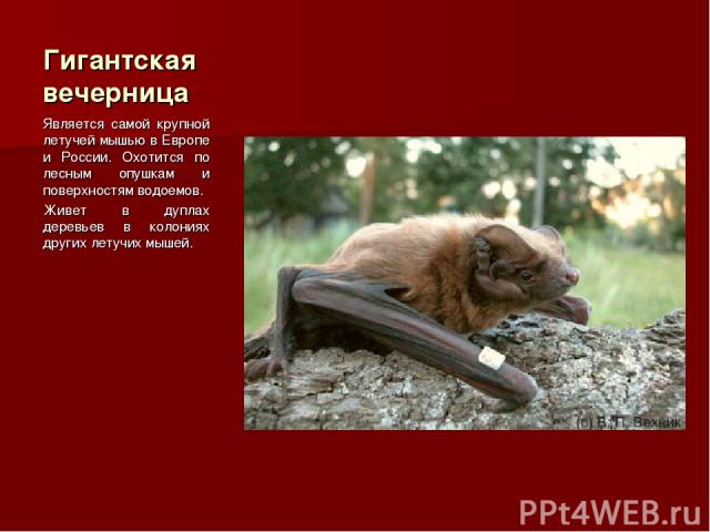 Гигантская вечерница Является самой крупной летучей мышью в Европе и России. Охотится по лесным опушкам и поверхностям водоемов. Живет в дуплах деревьев в колониях других летучих мышей.