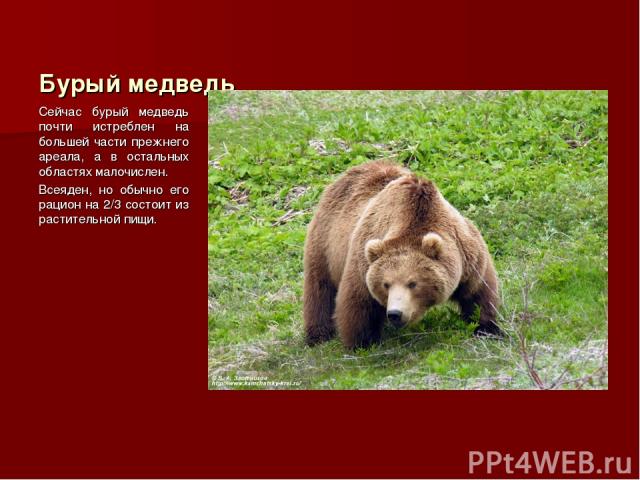 Бурый медведь Сейчас бурый медведь почти истреблен на большей части прежнего ареала, а в остальных областях малочислен. Всеяден, но обычно его рацион на 2/3 состоит из растительной пищи.