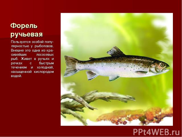 Форель ручьевая Пользуется особой попу-лярностью у рыболовов. Внешне это одна из кра-сивейших лососевых рыб. Живет в ручьях и речках с быстрым течением и холодной, насыщенной кислородом водой.