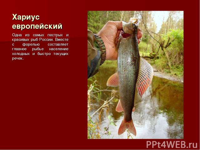 Хариус европейский Одна из самых пестрых и красивых рыб России. Вместе с форелью составляет главное рыбье население холодных и быстро текущих речек.