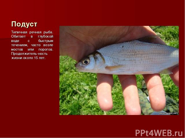 Подуст Типичная речная рыба. Обитает в глубокой воде с быстрым течением, часто возле мостов или порогов. Продолжитель-ность жизни около 15 лет.