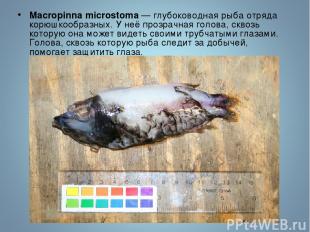 Macropinna microstoma — глубоководная рыба отряда корюшкообразных. У неё прозрач