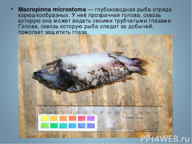 Macropinna microstoma — глубоководная рыба отряда корюшкообразных. У неё прозрачная голова, сквозь которую она может видеть своими трубчатыми глазами. Голова, сквозь которую рыба следит за добычей, помогает защитить глаза.
