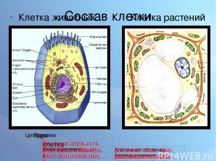 Состав клетки Клетка животных Клетка растений