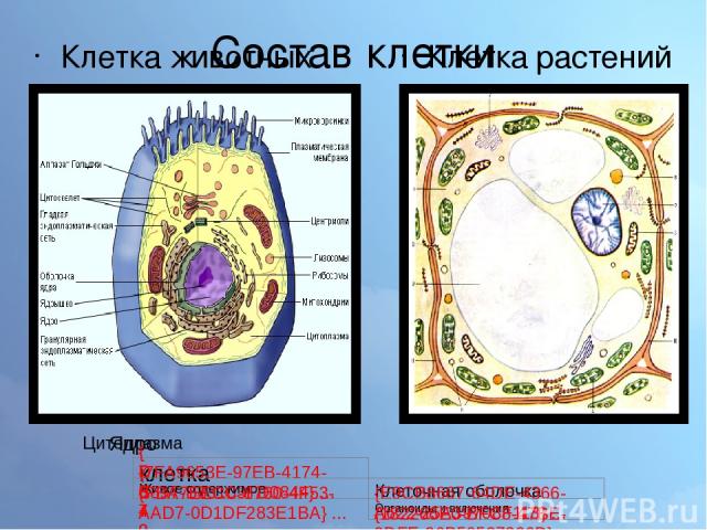 Состав клетки Клетка животных Клетка растений