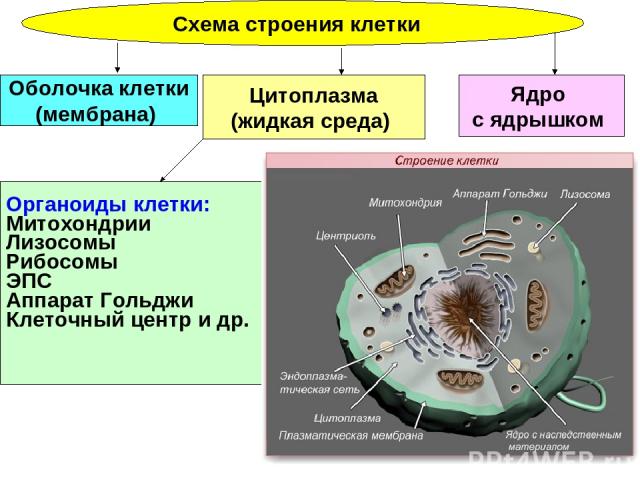 Схема строения клетки Ядро с ядрышком Цитоплазма (жидкая среда) Оболочка клетки (мембрана) Органоиды клетки: Митохондрии Лизосомы Рибосомы ЭПС Аппарат Гольджи Клеточный центр и др.