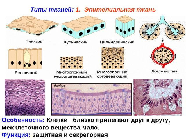 Типы тканей: 1. Эпителиальная ткань Особенность: Клетки близко прилегают друг к другу, межклеточного вещества мало. Функция: защитная и секреторная