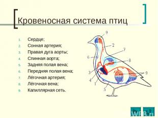 Кровеносная система птиц Сердце; Сонная артерия; Правая дуга аорты; Спинная аорт