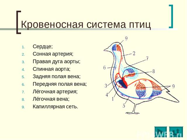 Кровеносная система птиц Сердце; Сонная артерия; Правая дуга аорты; Спинная аорта; Задняя полая вена; Передняя полая вена; Лёгочная артерия; Лёгочная вена; Капиллярная сеть.
